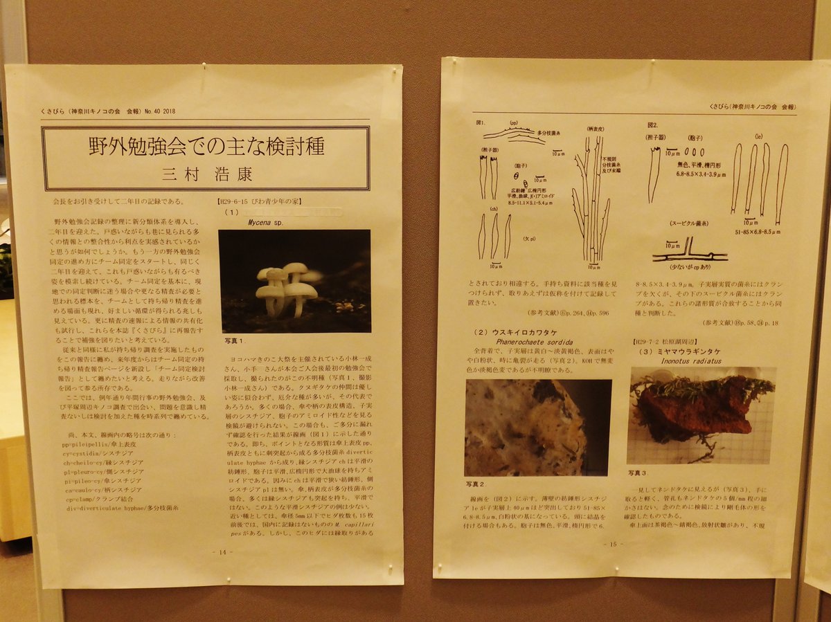 中無@匿名の仮面／妖茸堂(茸部) tweet media