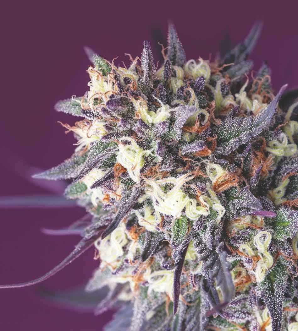 Cannabis Now tweet media
