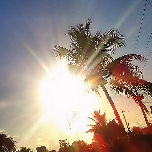 #Miami #Sky #Clouds #Sunshine #Palmtrees #Trees #utilitycables #utilitypoles #photo #photodaily #photoftheday #photograph #photographer #photography #photooftheweek #photosession #photostudio #skyphotography #sunrays #sunflares #lensflare #SunshineThisMorning