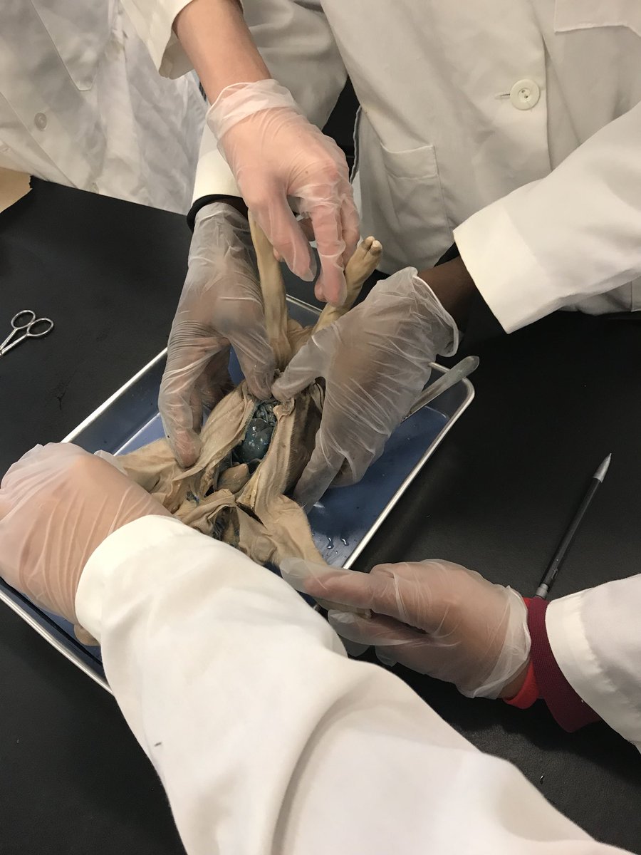 Who killed Piper Piglet??? Forensic pathologists perform an autopsy <a href="/Atkins_HS/">Atkins High School</a>! #MurderMystery #scienceprevails <a href="/WSFCS_Science/">WS/FCS Science</a> <a href="/jwchilders88/">Joseph Childers</a> @smrexrode