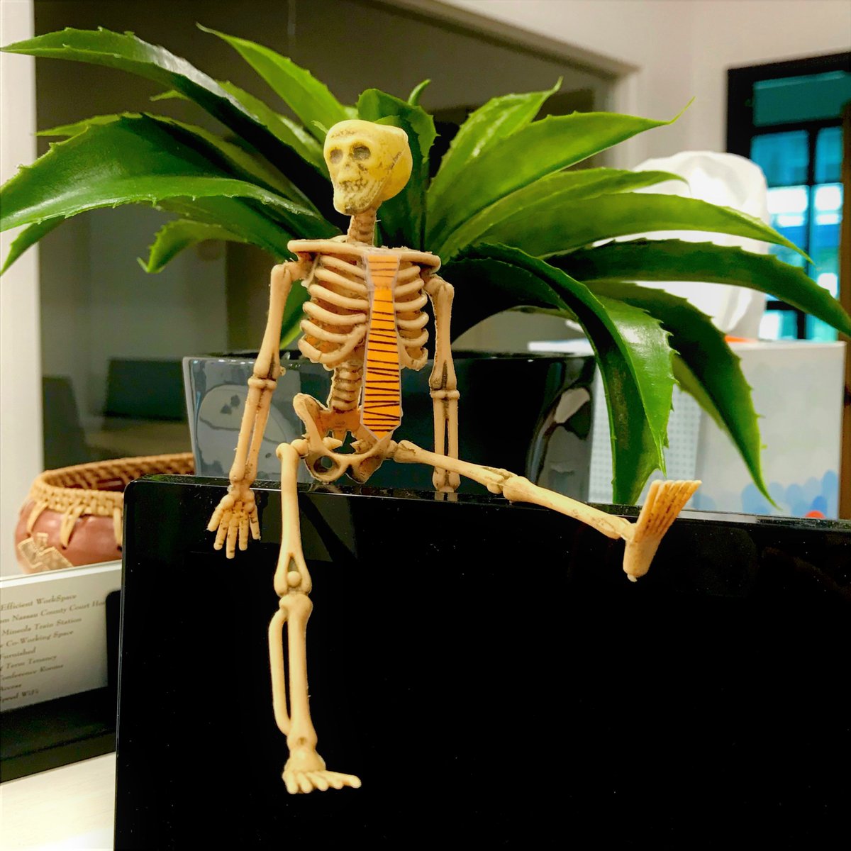 TBenchspace's tweet image. Indiana Bones finally decided to dress for work today.