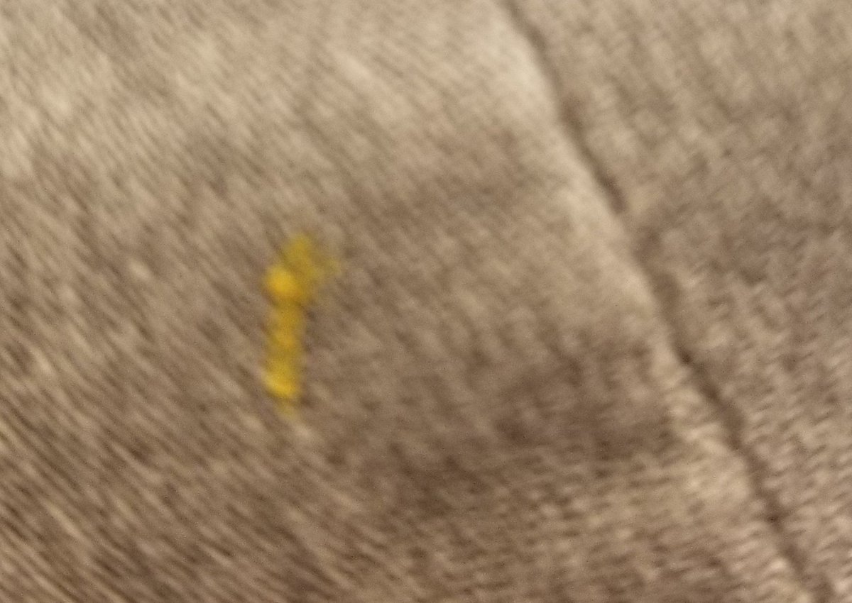sudjky's tweet photo. Ate lunch @FrontStreetBrew waiter dropped mustard and it got all over my pants, shirt, and shoes. All I got was one $15 entree removed from my bill. Those stains will never come out. https://t.co/ZSf85Fsa0O