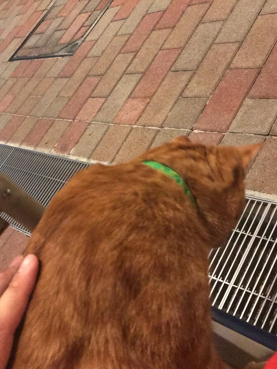 足立区千住桜木付近、迷い猫がいます。
茶トラのオスだと思います。
緑色の首輪をしています。
お心当たりのある方は連絡ください。
飼い主さん見つかりますように
#足立区
#千住
#迷い猫
#拡散お願いします