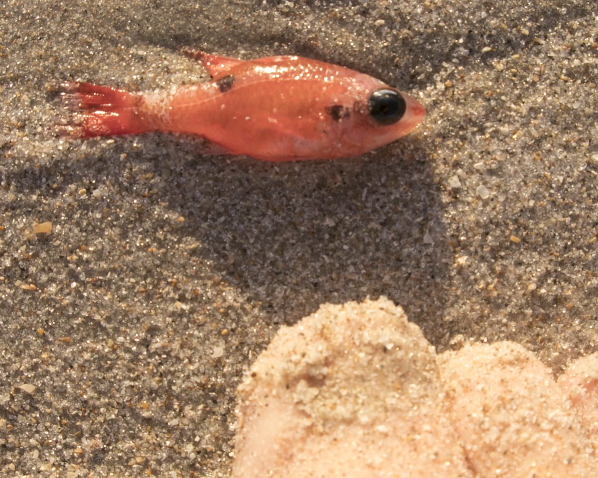 joejrpix's tweet photo. #redtide #verobeach #tuesday #hogsnapper #morayeel #deadfish #breathingpriblems #respiratorywarningd #bad #sad @wpbf_sandra @CanonUSAimaging https://t.co/1BWlgeJjSn
