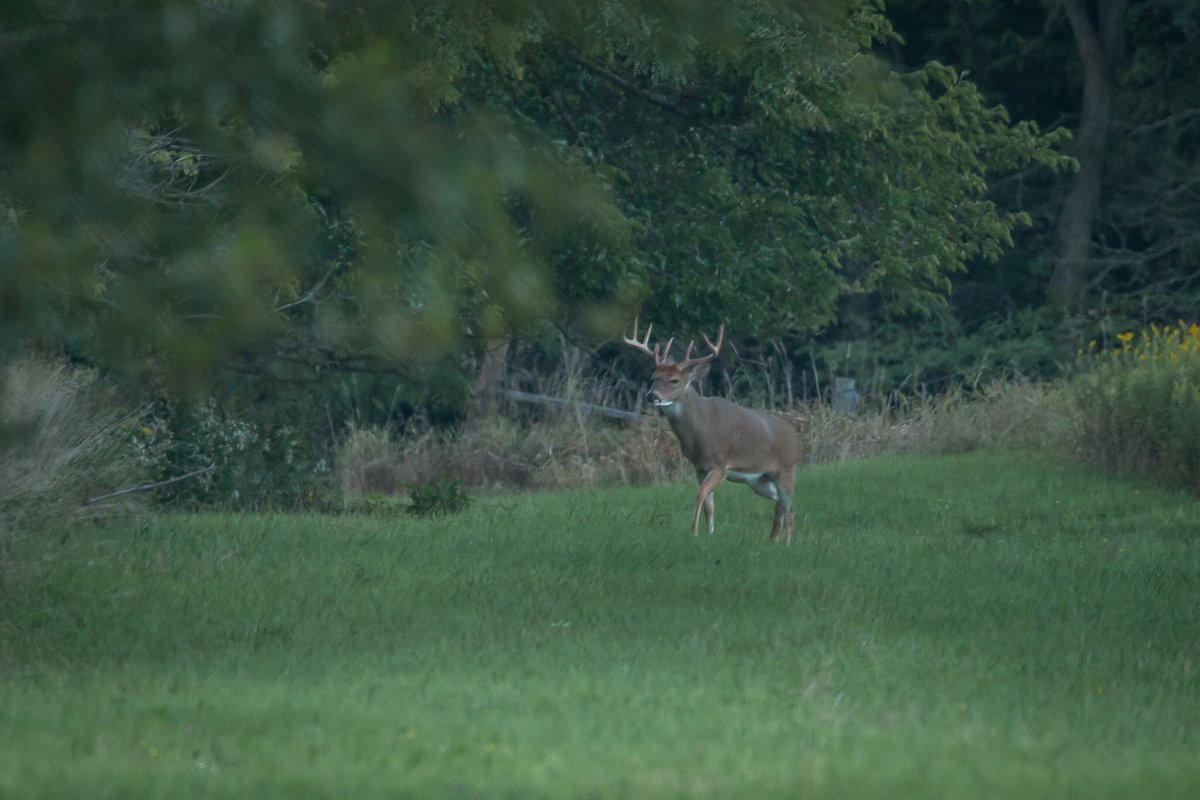 MCTProductions_'s tweet image. Shoot or pass?

#hunting #deer #fall #whitetail #sitkagear #shoot