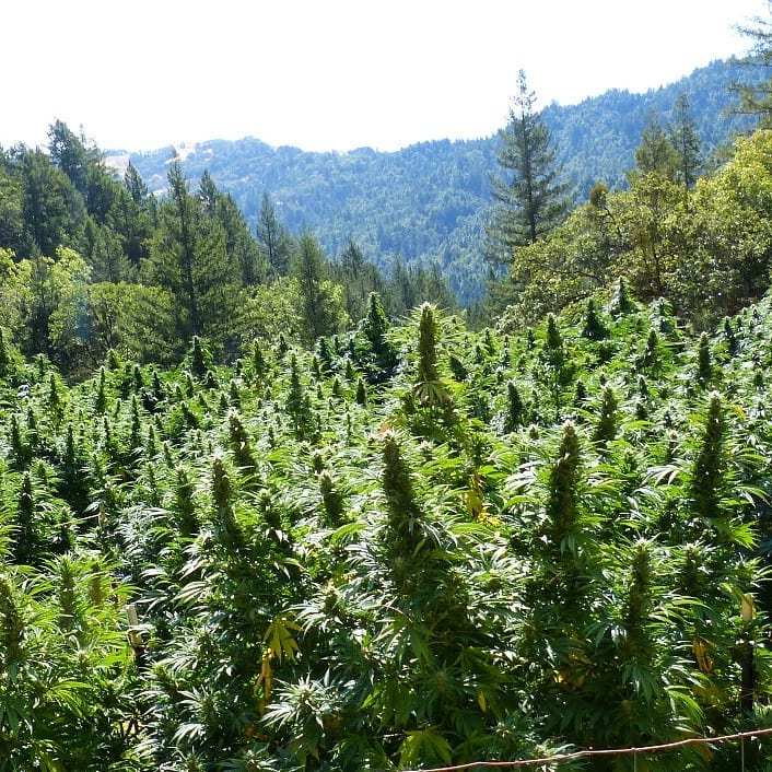 HIGH_TIMES_Mag's tweet image. Beautiful view on a Cali farm.

📷: instagram.com/sweetnsunny707