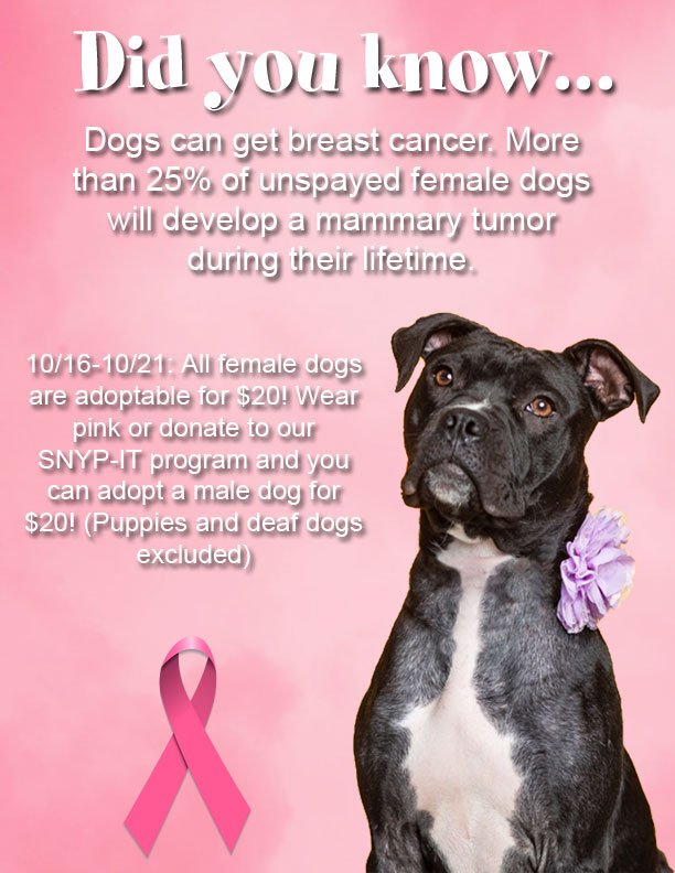 Do Female Dogs Get Breasts