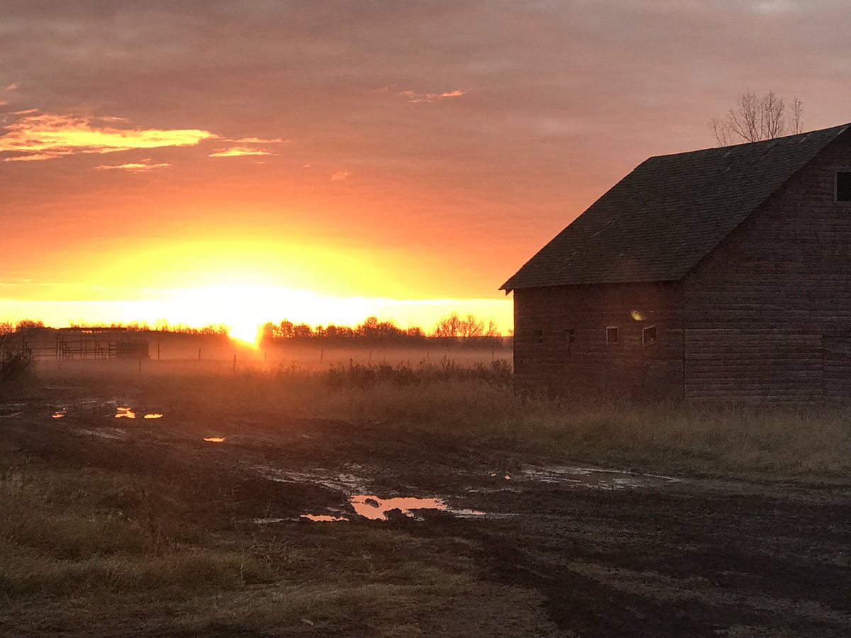 cropsncows's tweet photo. Our barn with a sunrise coming up over the sale ring......114 days till sale day!! February 7, 2019! #markyourcalendars #10years #saskherefords #Hereford https://t.co/atrD9HT4LR