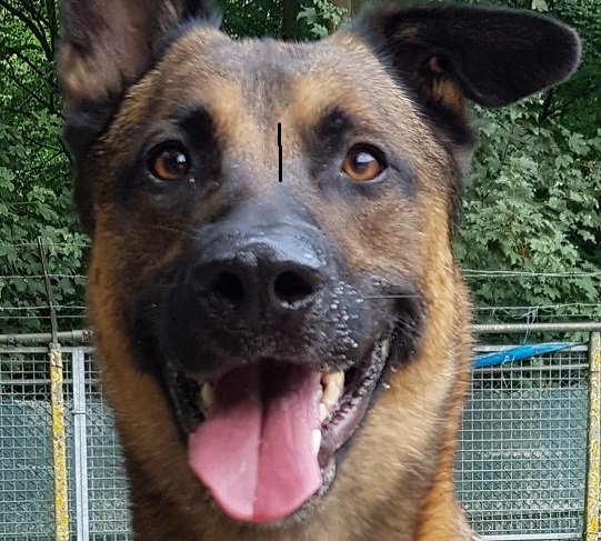 Deze knappe kerel van nog geen vier, zoekt een fantastisch thuis. Als hij je nog niet kent,  kijkt hij eerst even de kat uit de boom. Is het OK, dan heb je aan hem een maatje voor het leven. #haagsdierencentrum #asieldier #adopteereenasielhond