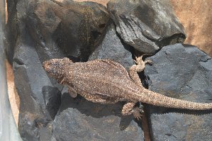 ICB_journal's tweet photo. New #ICBAccepted "Effects of #Climate and Latitude on Age at Maturity and #Longevity of #Lizards Studied by Skeletochronology" by Cabezas-Cartes et al. #LifeHistory #Patagonia #Andes https://t.co/15Hni72dWt https://t.co/Tfmsj0j1gI