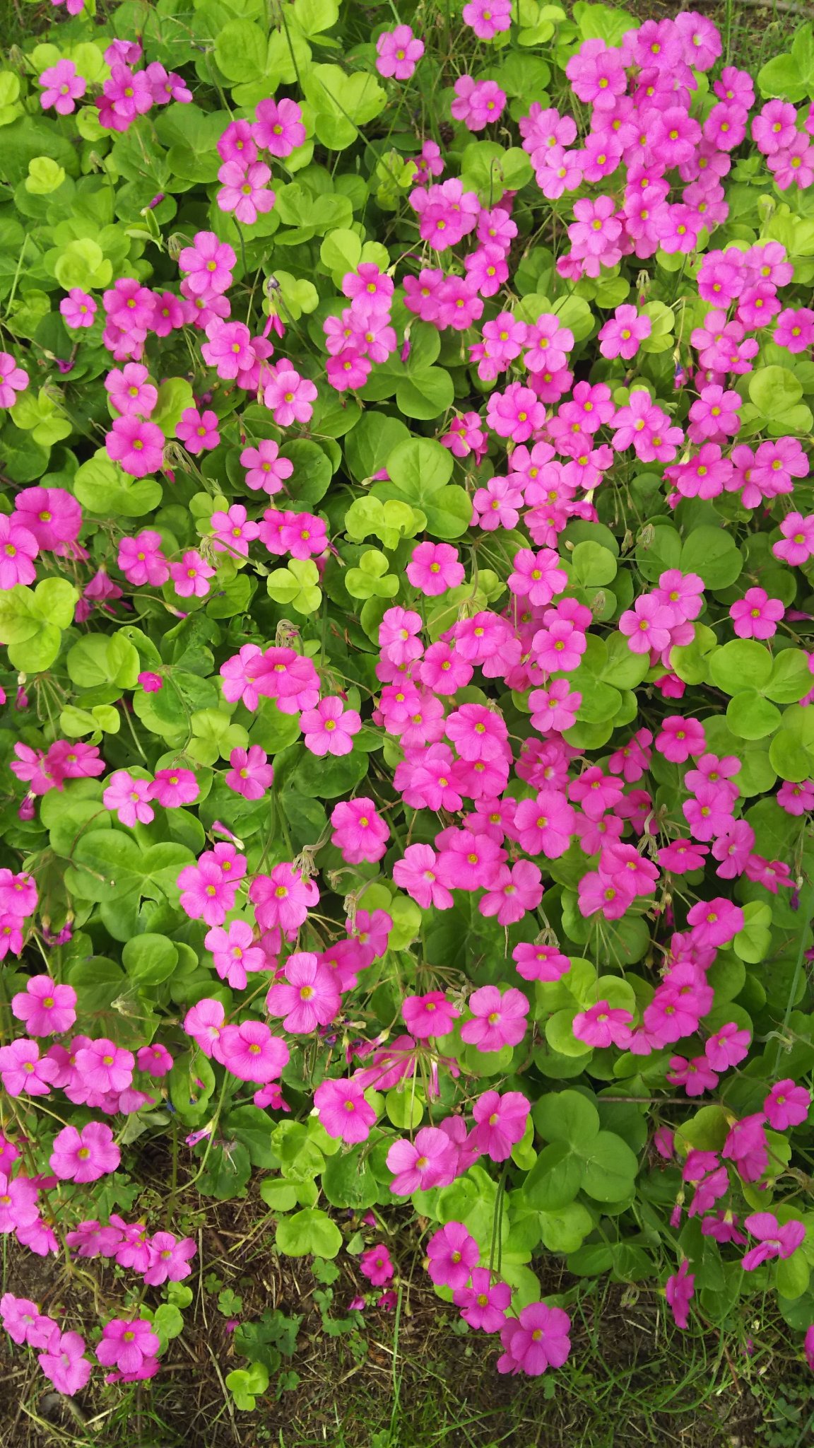 ブラマヨ吉田 三つ葉のクローバー に花が咲くなど知らなかった 今日 犬の散歩してる時に見つけた でも これだけあるのに四つ葉を見つけられなかった まるでボートレース40点買いして外した気分だ T Co 12ni6ngtuj Twitter ブラマヨ吉田 三つ葉のクローバー に花が咲くなど知らなかった 今日 犬の散歩してる時に見つけた でも これだけあるのに四つ葉を見つけられなかった まるでボートレース40点買いして外した気分だ T Co 12ni6ngtuj Twitter