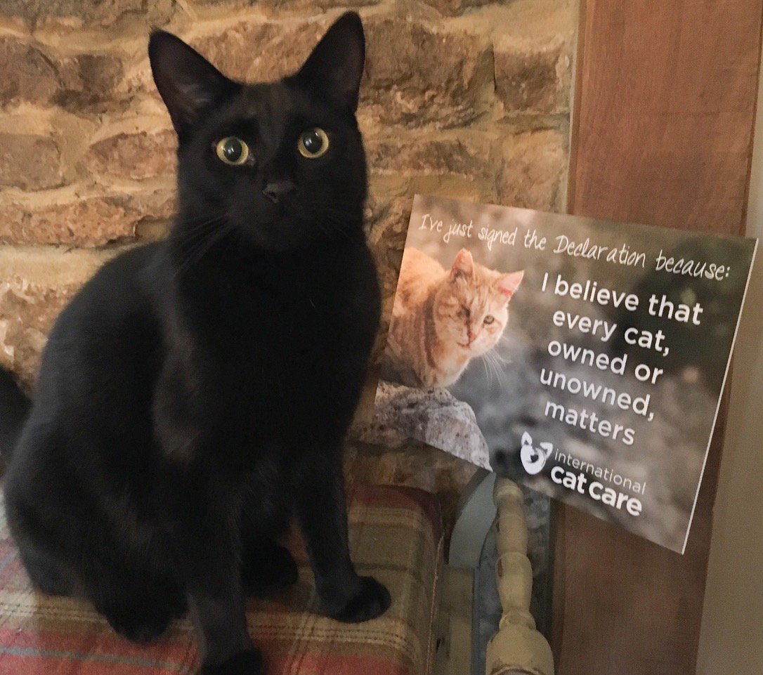 iCatCare's tweet photo. Pipit is supporting our ‘International Declaration of Responsibilities to Cats’ because he believes that every cat matters. Please visit https://t.co/XoY0Qjs235 to show your support by signing it, and post a photo of your cat with their reason for supporting the #CatDeclaration! https://t.co/xA8ocUI1OO