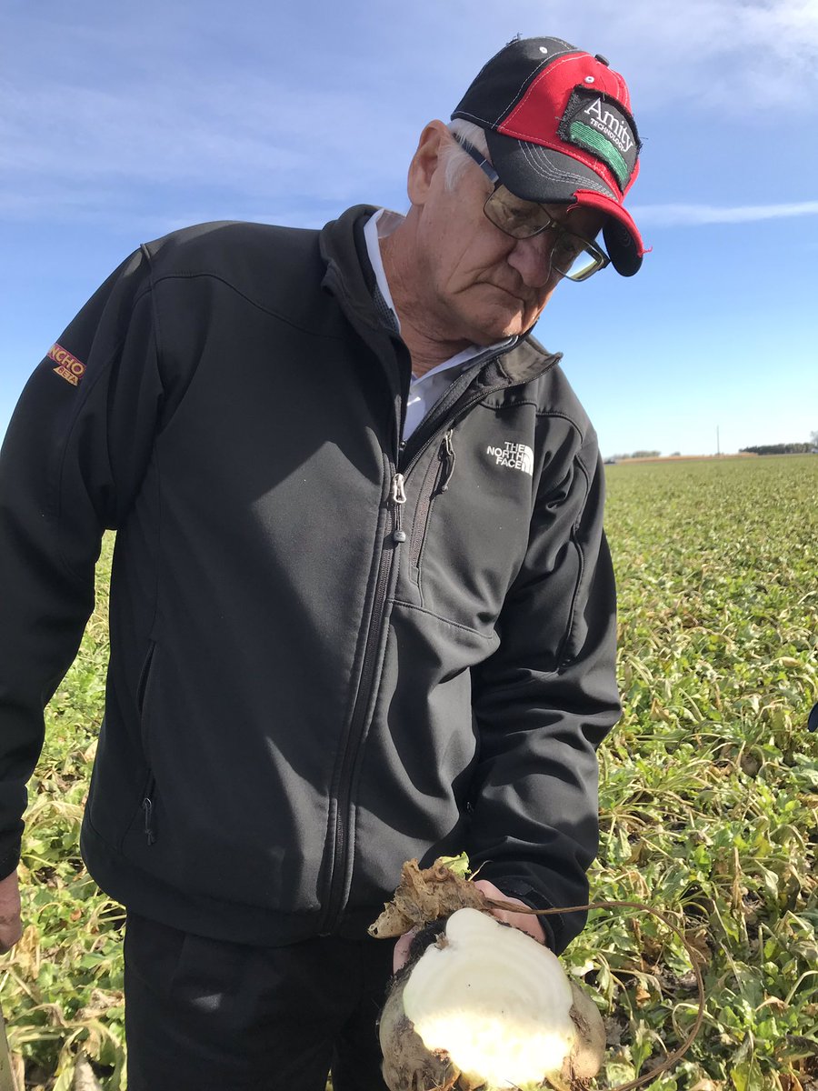 wadermaut's tweet photo. Are these harvesting today? Checking frost damage on sugar beets in Minnesota 🇺🇸 @CrystalSugarCo @JohnDeere @AmityTechnology @SebChaveron https://t.co/WbBfwu5dhb