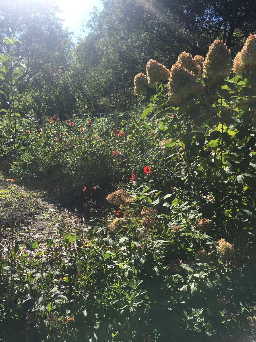 SilverThea's tweet photo. Community revitalization through flowers ๐ธ๐บ. Visiting the innovative #Detroitabloom project with #thegardendetroit. Amazing use of vacant, derelict land! https://t.co/BNpxU8tXJ8