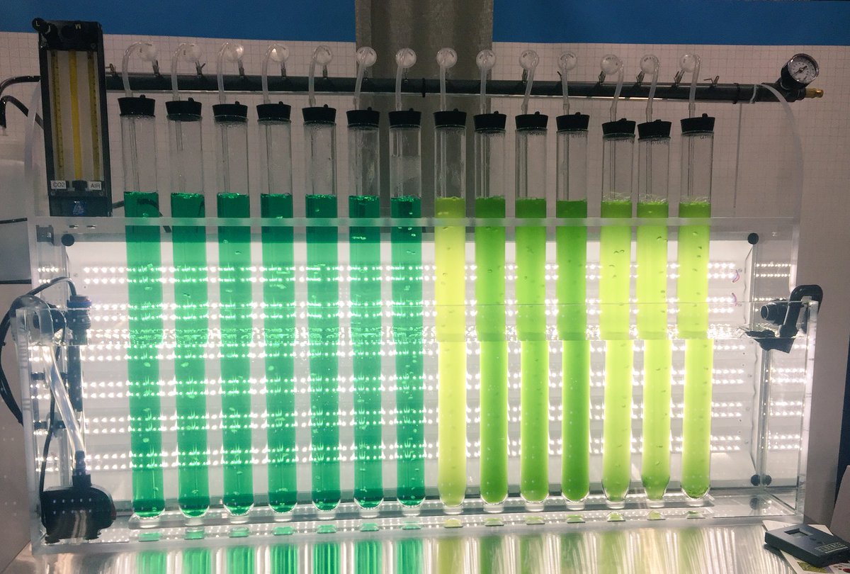 savitoxin's tweet image. Algae for human consumption, algae for fertilizer, algae for biofuels, algae for carbon capture, is there anything algae can’t do? #Algae2018