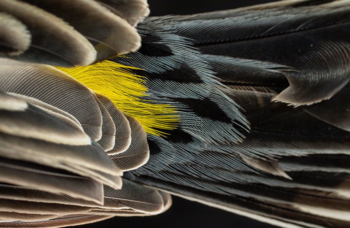 GourmetScience's tweet photo. It’s butter butt season, this has to be one of the best bird nicknames. Very fitting for these playful #Warblers, Yellow-rumped Warbler, our southern migrant in the northeast #yearofthebird https://t.co/biRrfVq53h