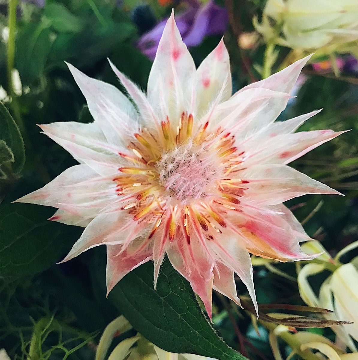 Magic tumbled from her pretty lips and when she spoke the language of the universe– the stars sighed in unison.

#flowerswithmeaning #supportlocal #hammersmithflowers #birthdays  #floralperfection #W6flowers  #askewroad #brackenburyvillage #w12flowers #localbusiness