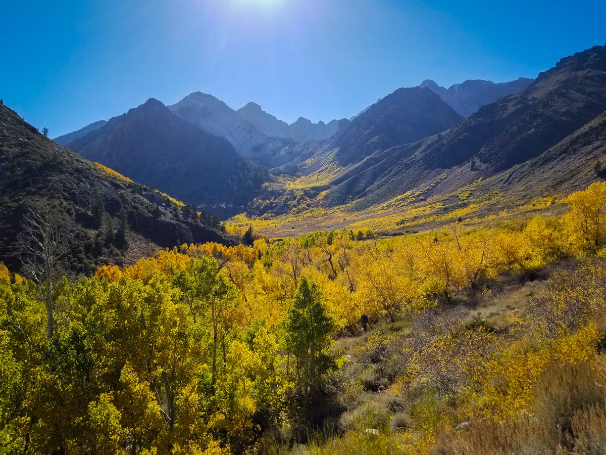 CalifFallColor's tweet photo. Lundy Canyon has been #California's #autumn #hike of the week for two weeks. This is why. A thousand feet of vertical gold. See more at https://t.co/UGwFLbGw8c #AutumnwatchPBS #autumnwatch #hiking
#fall #FallTravelChat @EasternSierra @visitmammoth https://t.co/pP99r0eFwo
