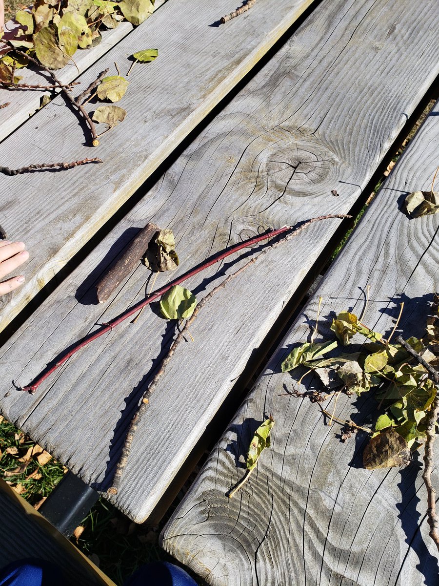 staceylarge2's tweet photo. Outdoor classroom! Patterns from nature!
@whfelementary 
@eips https://t.co/t1Ht8mrTkT