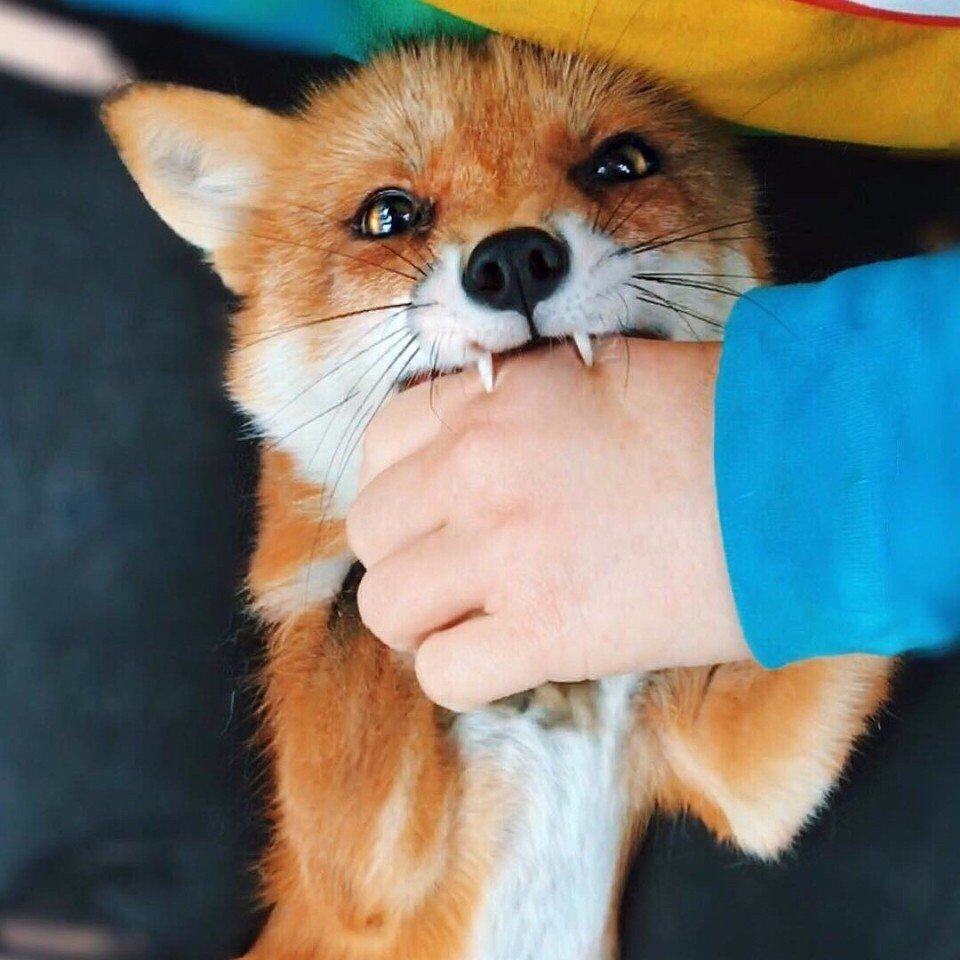 Dpp6AL6U4AkL3d0.jpg:large