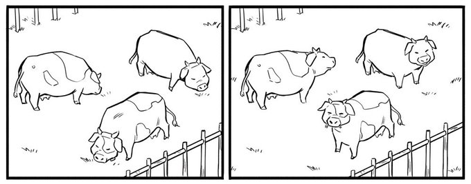 I'm extremely proud of these moo-sows 