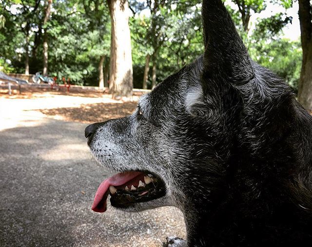 baileyandrushie's tweet photo. Missing the park! 😞🐾🐕
#cutedogs #cutedog #dog #doggos #dogs #labmix #doglove #dogsofig #doglover #doglife #labs #labradors #basenjis #dogsofinstagram #cutelabs #cutepets #pets #puppies #cutepuppies #doggielove #doggiedays #boop #dogdays #petsofig #dogsrock #animals #cuteanim… https://t.co/ASVqtsPqWC