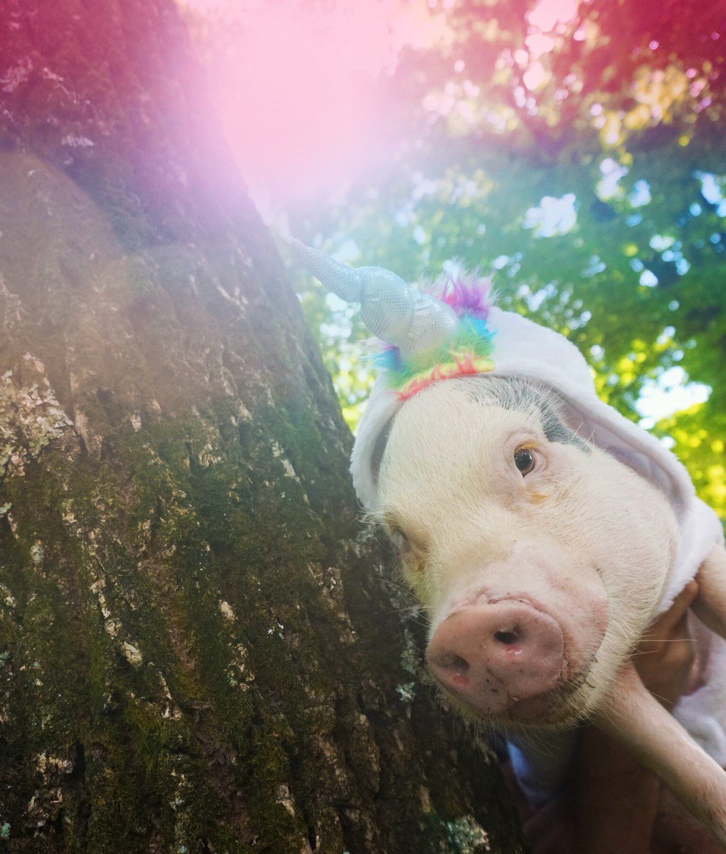 Magic is just around the corner. 
__________________________________
#unicorn #unicorns #theydoexist #acolorstory #magical #magic #fluffypack #tuesdaymotivation #halloween #halloweencostume #spooky #thedodo #petsdaily #petsmart #petco #pig #potbelly #minipig #cutebabies #outdoors