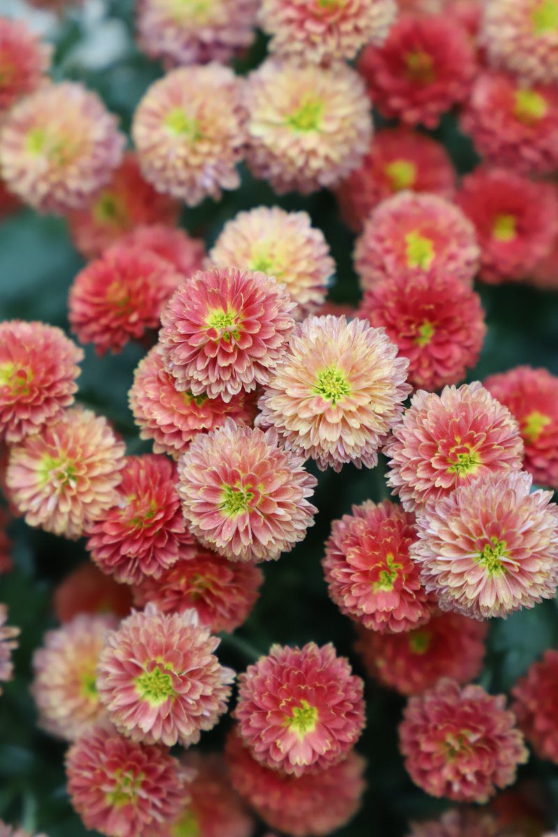 authentic_mi's tweet image. Happy Fall Y'all! Authentic Michigan is coming back for Season 2 airing on Sunday October 28th! Stay tuned for more details!