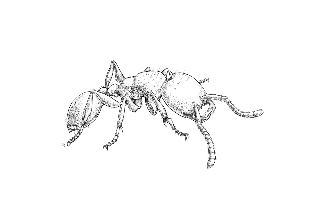 Kaitlin_Baudier's tweet photo. #InktoberDay15 "Weak"
The more subterranean the ant, the less adapted to extremes, for groups too! Having some sensitive members matters more above ground. Neivamyrmex macrodentatus, the most hypogaeic in our study, had the weakest links! https://t.co/Mm9Vh8YuI3 #SocInsectober https://t.co/4d0S8nKMU7