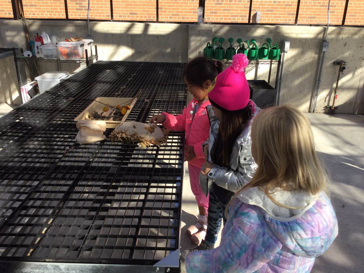 MJensen112's tweet photo. Kindergartners visit the greenhouse and garden for the first time! The ground cherries were delicious! @MJensen112 https://t.co/RTt38VH643