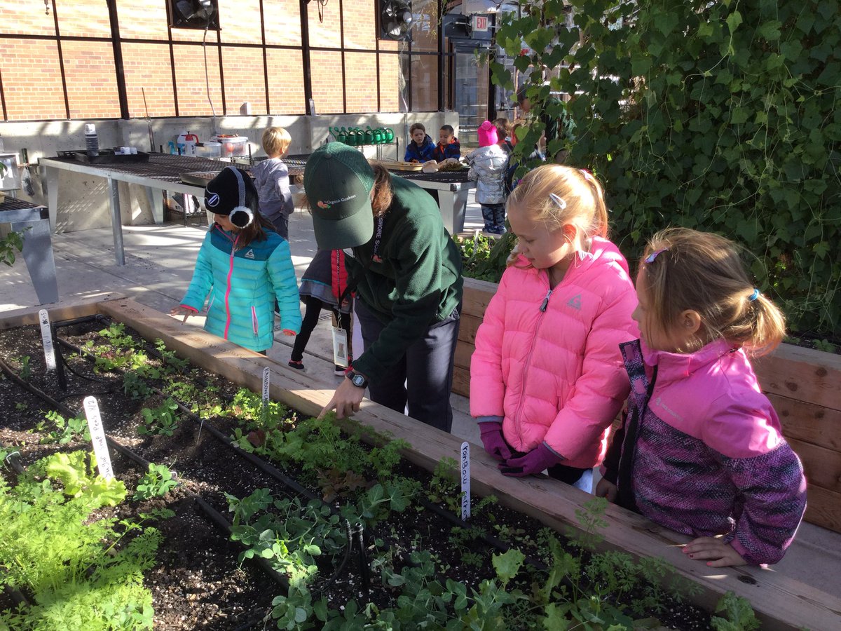 MJensen112's tweet photo. Kindergartners visit the greenhouse and garden for the first time! The ground cherries were delicious! @MJensen112 https://t.co/RTt38VH643