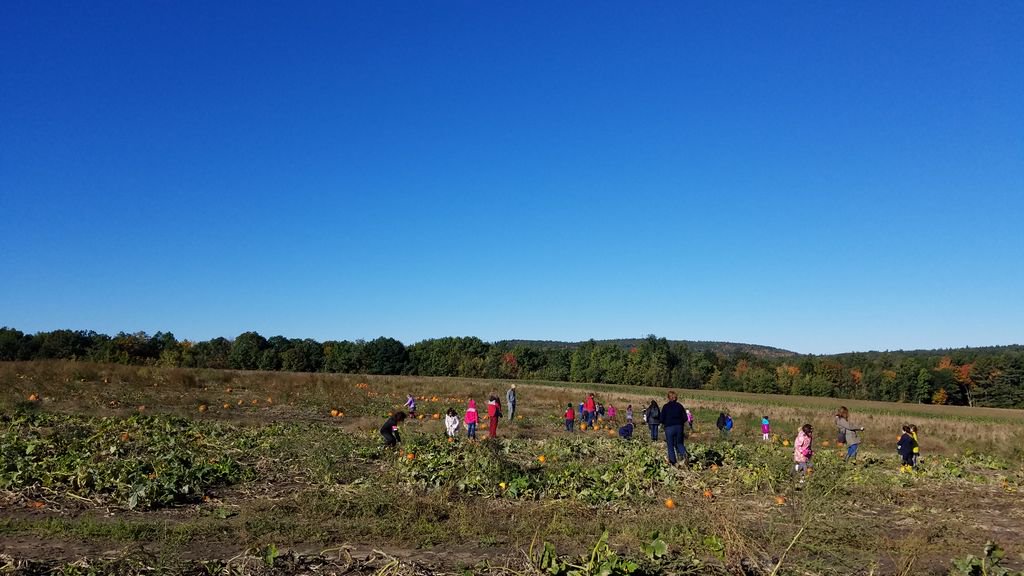 HollisPrimary's tweet photo. First graders learned about lifecycles, seeds and the structure/function of pumpkin vines this morning at the Woodmont Farm Pumpkin Patch! Thank you Farmer Lavoie!! #nhkids #experentiallearning https://t.co/qeVnO0KUDh