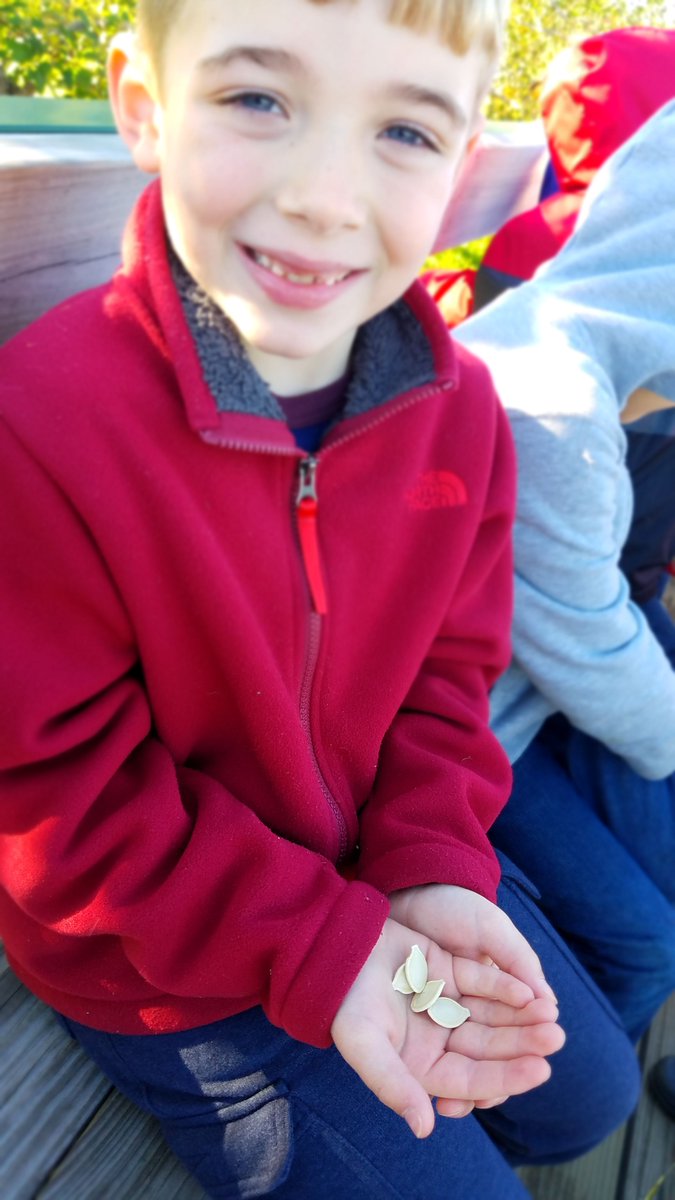 HollisPrimary's tweet photo. First graders learned about lifecycles, seeds and the structure/function of pumpkin vines this morning at the Woodmont Farm Pumpkin Patch! Thank you Farmer Lavoie!! #nhkids #experentiallearning https://t.co/qeVnO0KUDh