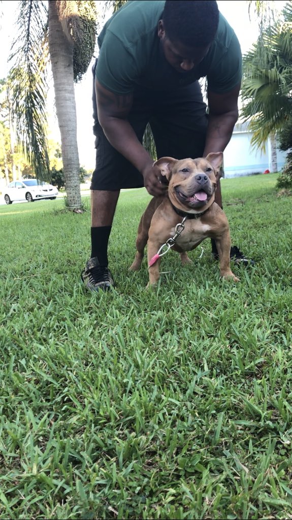 EGCoach_Ramos's tweet photo. Ramosbullycamp #keepitbully my friends. Ramos’ Draco is coming along well. Produced here as well as his sire. Let your productions speak https://t.co/7dmMlb5tEf