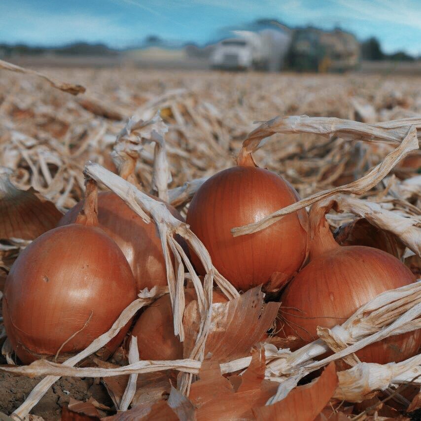 USAOnions's tweet photo. “Hey! Over here! Come to pick us up!” Pickin’ up the last of these babies! #harvest #usaonions #SpanishSweets #BIGONIONS #onionsmaketheeal https://t.co/rIxAXSP3mb