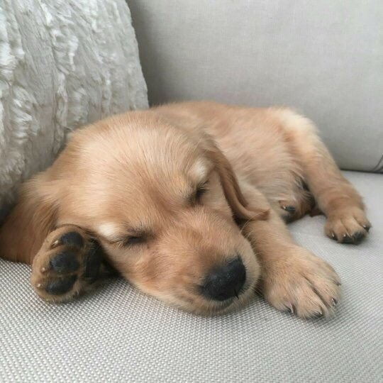 GangOfAnimals's tweet photo. https://t.co/0WLc38PWWv