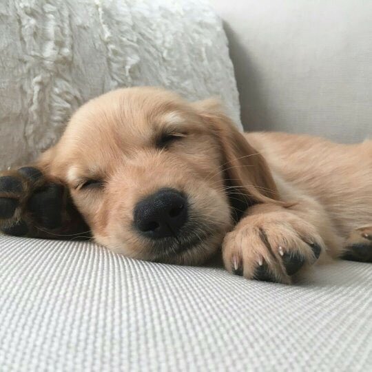 GangOfAnimals's tweet photo. https://t.co/0WLc38PWWv