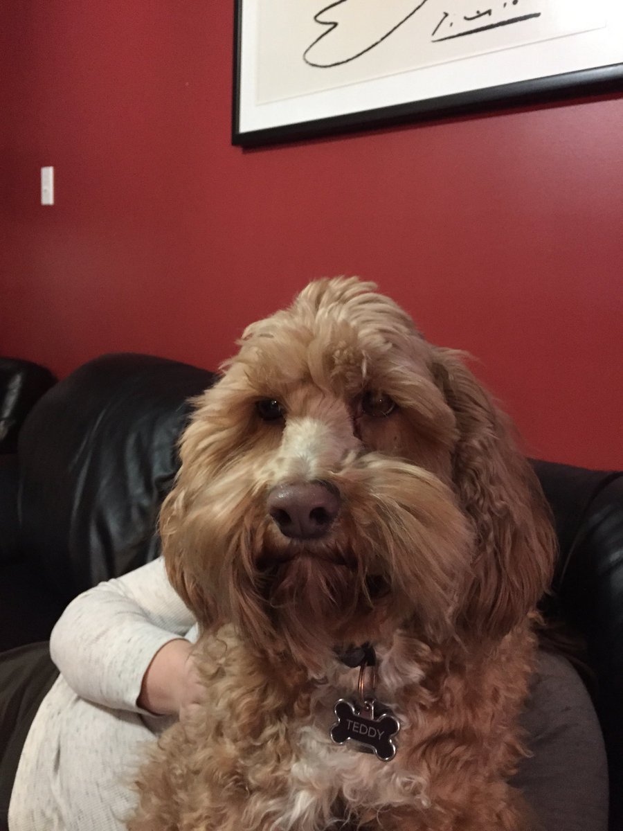 captcory1953's tweet photo. Happy birthday to my furry best friend Teddy!#happybday https://t.co/vSL41eU0ZZ