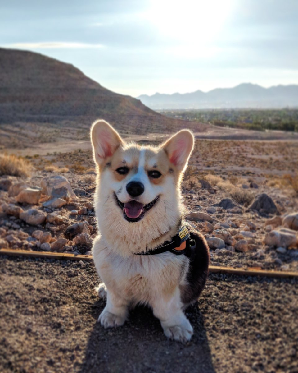 itsthegustaff's tweet photo. Anybody want some toast? One side is burnt though 🍞☺️
.
.
.
#itsthegustaff #toastedbun #corgis #corgisofinstagram #CuteDog https://t.co/YOcYTdmnPz