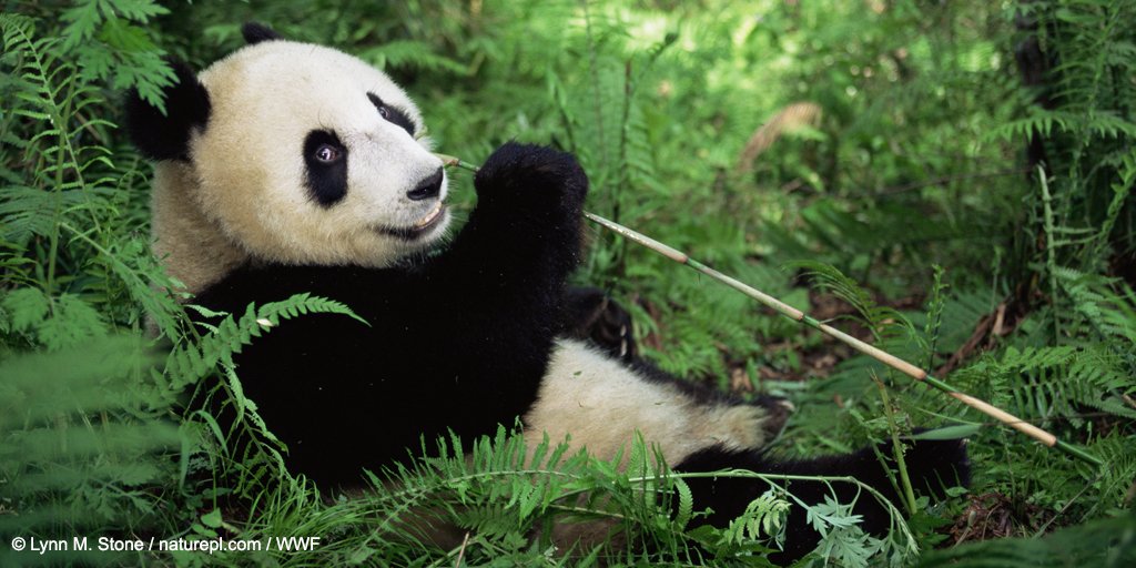 From people to #wildlife, we depend on #nature for resources such as food - this giant 🐼 would definitely agree! So how does the food we eat impact nature and how can we help? #Connect2Earth #Connect2Food - panda.org/food
