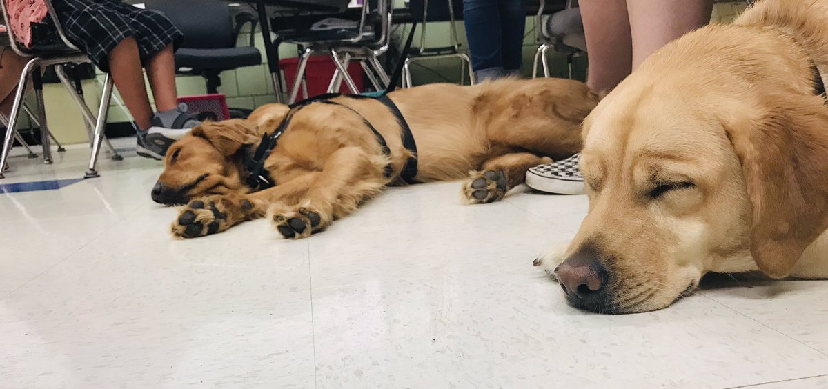 Kristen77113882's tweet photo. Our class reading partners for the day @PVESLibrarian @samkan23 @MandiJames2014 @tsmarkley @julieparksaskew #NHCSchat #pvttchat #servicedogs #readingrocks @paws4people https://t.co/Bvg4TZA6gk