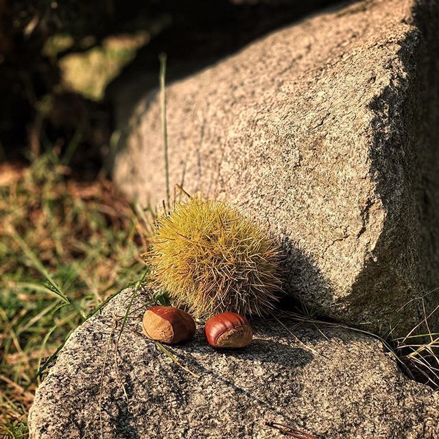MauroMessena's tweet photo. #photo #photography #photooftheday #fotografia #macro #autumn #autunno #castagne #riccio #chestnuts #kernels #needels #instagram #instagood #instalike #instadaily #chestnut #brown #tiltshift #hdr #snapseed https://t.co/5OE0cgyj8C https://t.co/LDk69H9660
