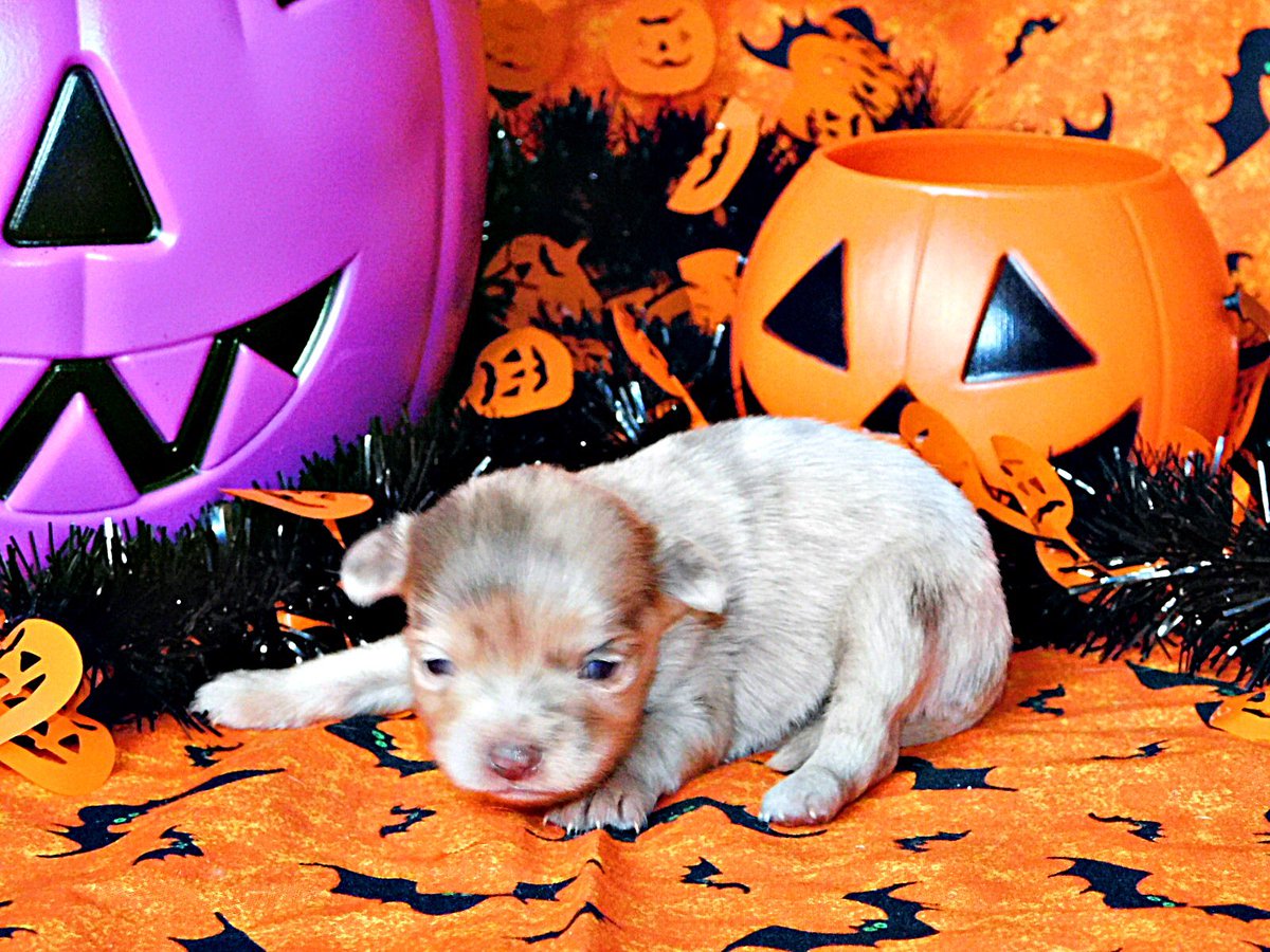 Chichibabies Chihuah Chichibabies Twitter