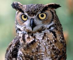scwaltzy's tweet photo. You would be WISE to participate in @BASF_Pest_us EOP 🦉  Save up to 24%, 11 Cubes to choose from, June 2019 terms, save on purchases made in Season 2019.  Call your favorite DSR to order https://t.co/Vtu8aze8qJ. #basfeop https://t.co/gtdq32QYgp