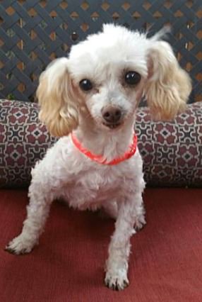 Kennelwood's tweet photo. Adorable and available for adoption Laura Bell and Helen ! https://t.co/ItIacTGc5v … #Missouri #Illinois #dogs #RESCUE #rescuedog #RescueDogs #Adoption #ADOPT #dogs #kennelwoodCares #petmatchmaker https://t.co/51OxkDk9Ln