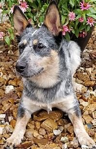 Kennelwood's tweet photo. Adorable and available for adoption Laura Bell and Helen ! https://t.co/ItIacTGc5v … #Missouri #Illinois #dogs #RESCUE #rescuedog #RescueDogs #Adoption #ADOPT #dogs #kennelwoodCares #petmatchmaker https://t.co/51OxkDk9Ln