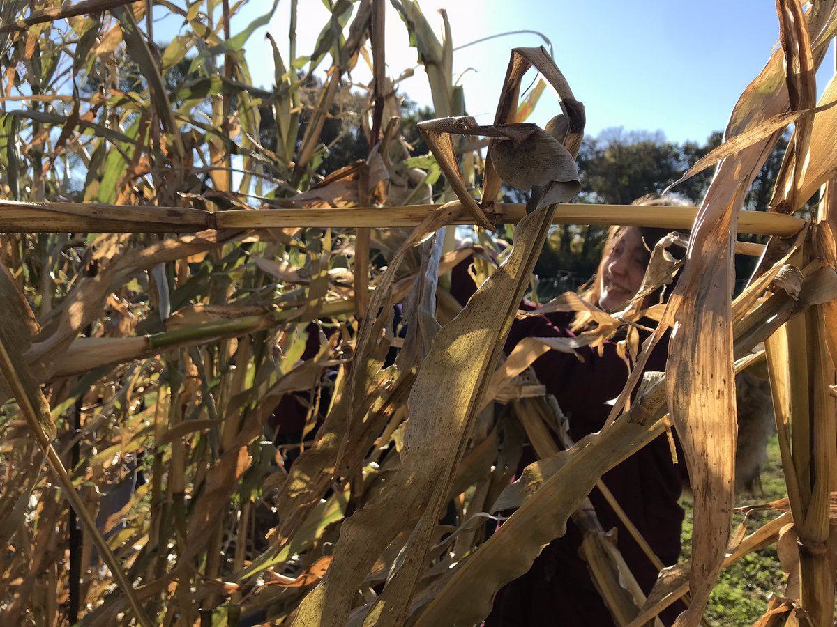 WALA_MWHS's tweet photo. We ventured out today and got work done down on the farm! We helped harvest carrots and pop corn! 🥕🌽Thank you @GaleWoodsFarm for your partnership with our program. #mwhspride #servicelearning https://t.co/mIow78CMiH