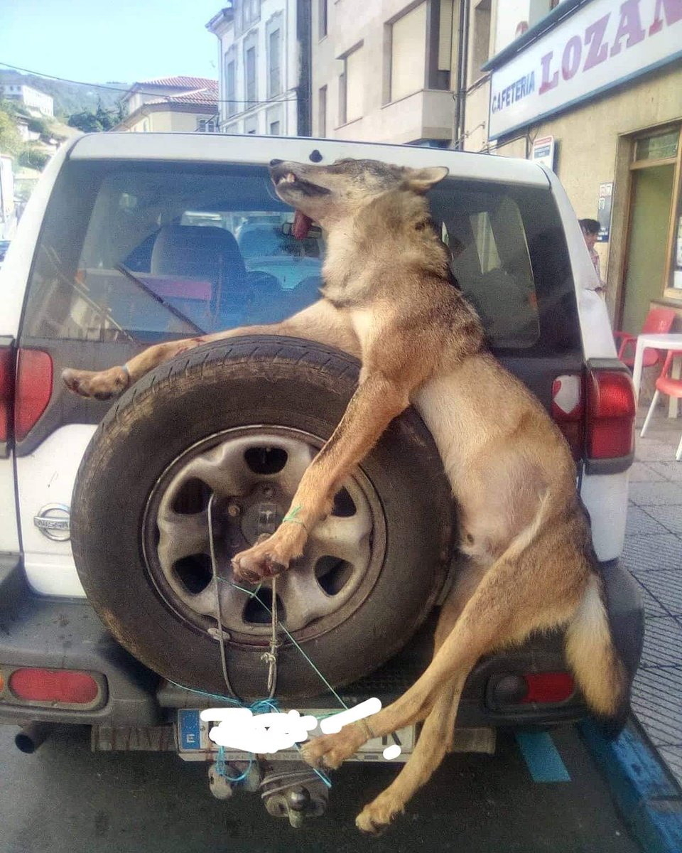 DominguezlmM's tweet photo. Asturias merece respeto.
No es del medioevo esta foto.
SIGLO XXI.
Alimañeros vomitándo odio por las calles...
Solo con el #LOBOPROTEGIDOYA por Ley en todo el Estado esta vergüenza se para.
@Lobo_Marley 
Que nadie ínsulte.
Con no votar al @PSOE en #Asturias ya es suficiente. https://t.co/oQVzggVoT0