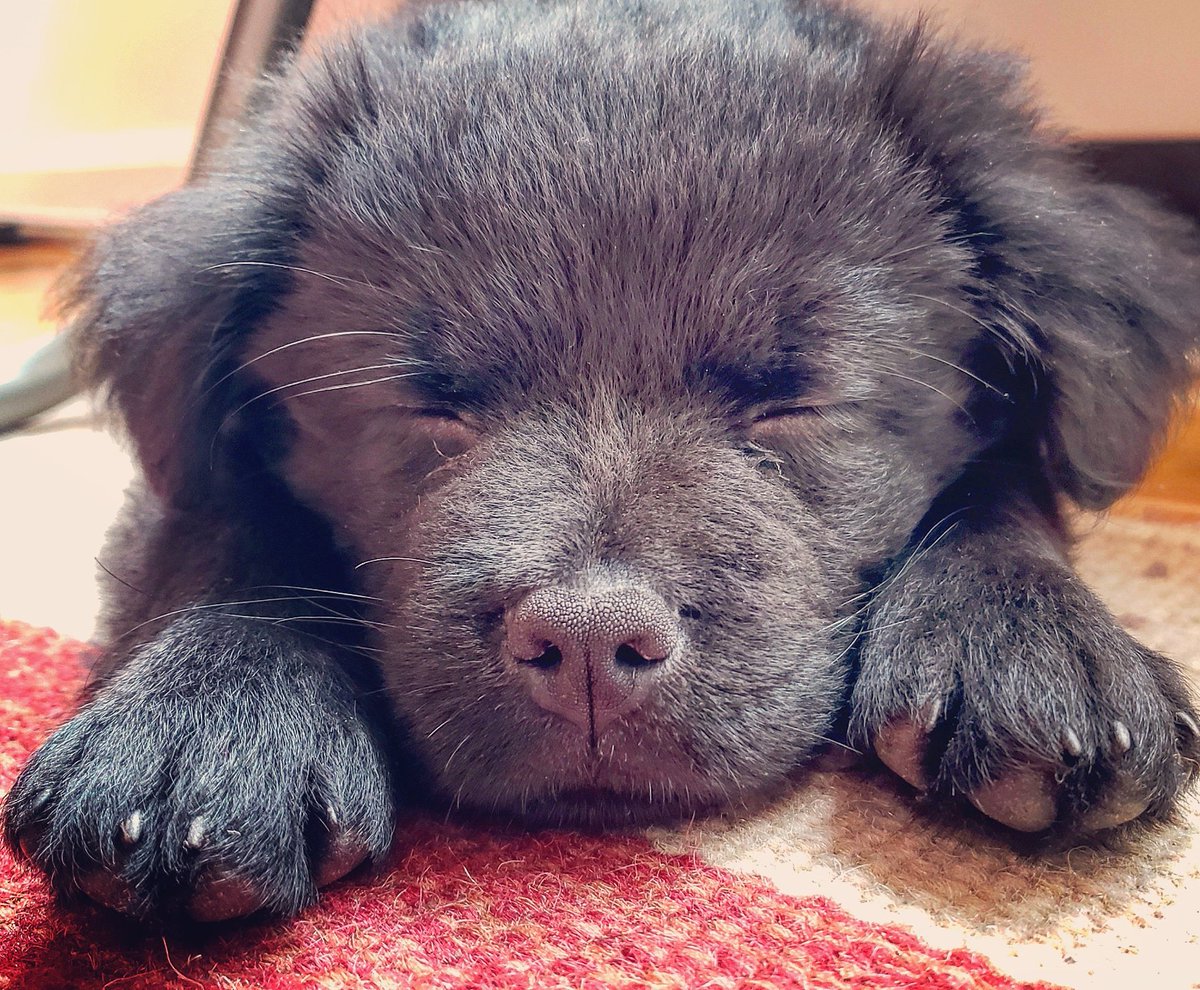 pitbull and chow mix puppies