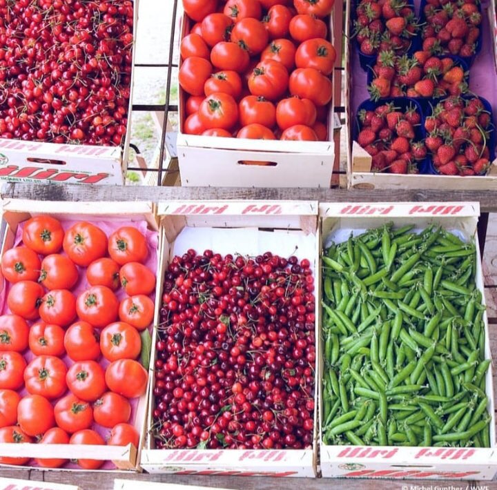 WWF_YOUng's tweet photo. Frutta e verdura hanno già il loro involucro naturale, i contenitori in cui arrivano sono inutili e dannosi. Cerchiamo di acquistare più consapevolmente i prodotti e i loro imballaggi per evitare sprechi 🍒🍏🍓🥦 #WWFYOUng #togetherpossible #plasticfree https://t.co/SbKzMnUNDC
